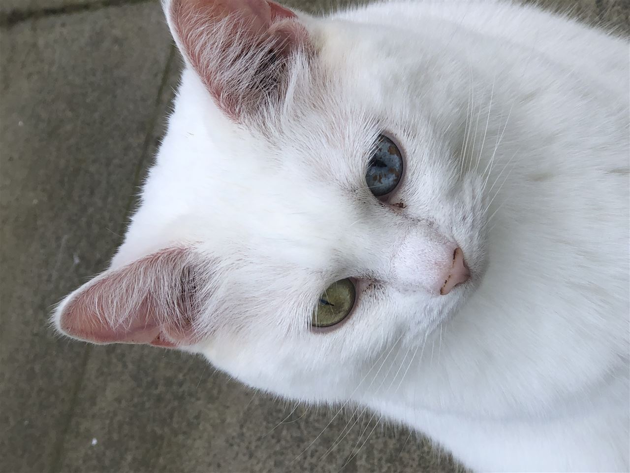 Pet Image