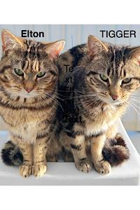 Pet Image