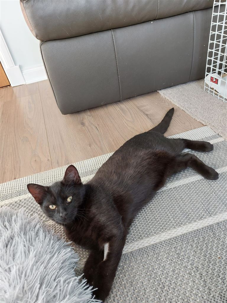 Pet Image