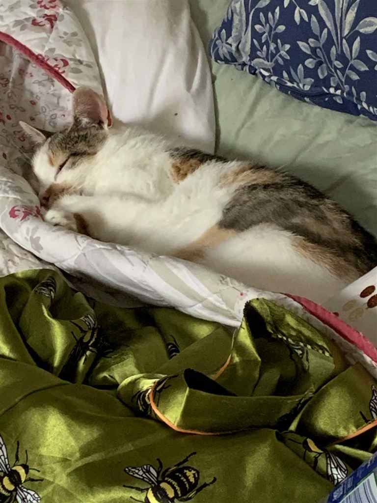 Pet Image