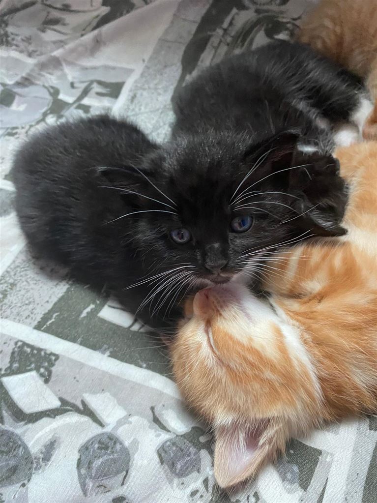 Pet Image
