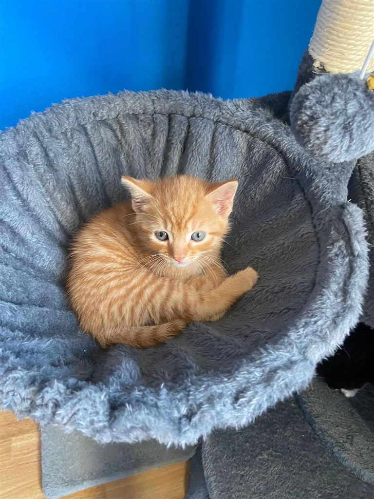 Pet Image