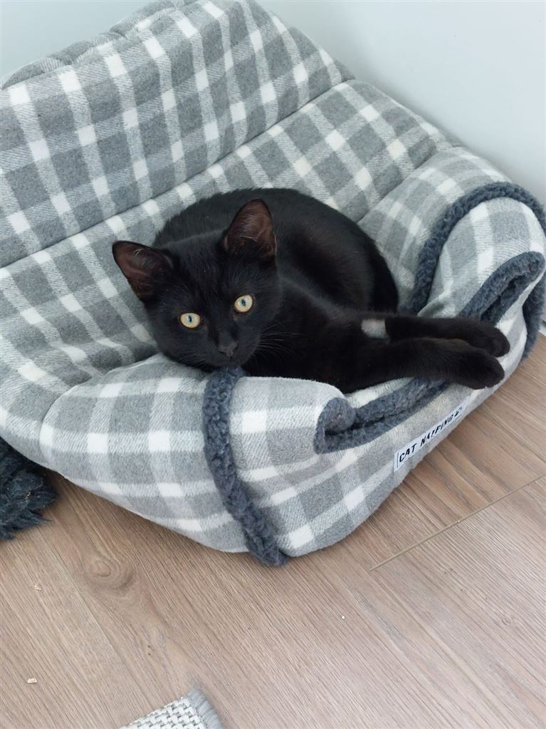 New cat listed for rescue at the Cat Action Trust Lanark & Central - Shadow