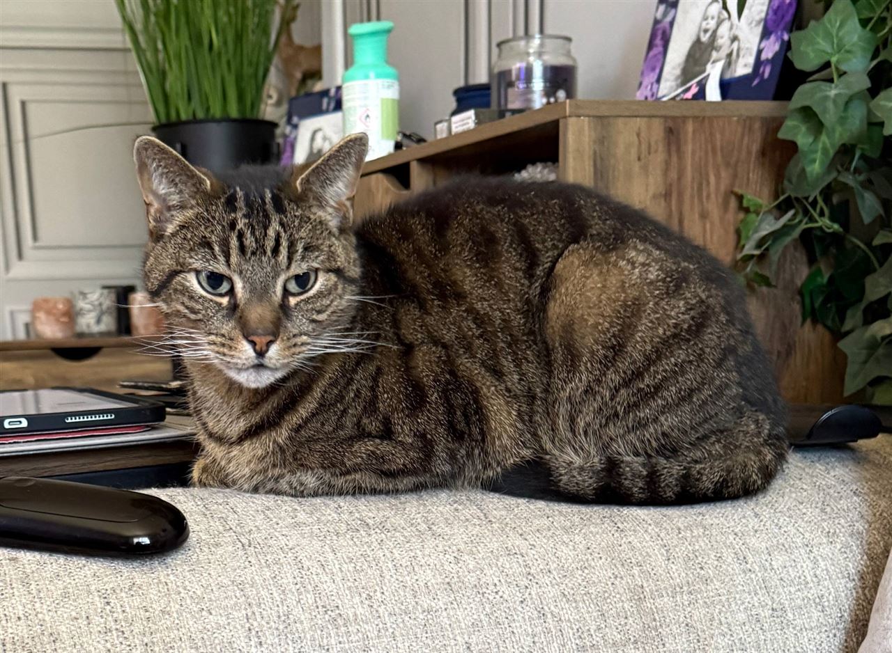 Pet Image