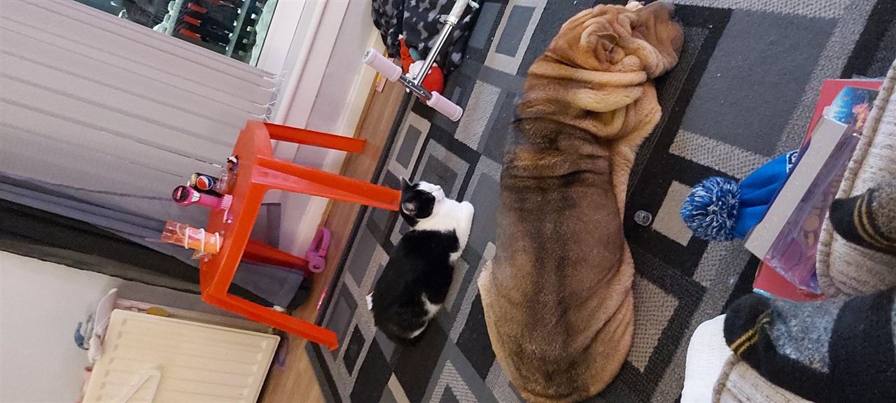 Pet Image