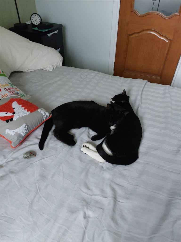 Pet Image