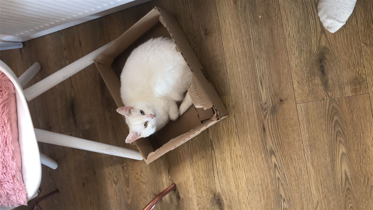 Pet Image