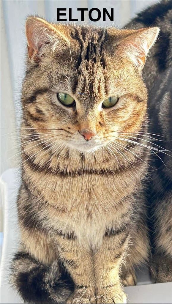 Pet Image