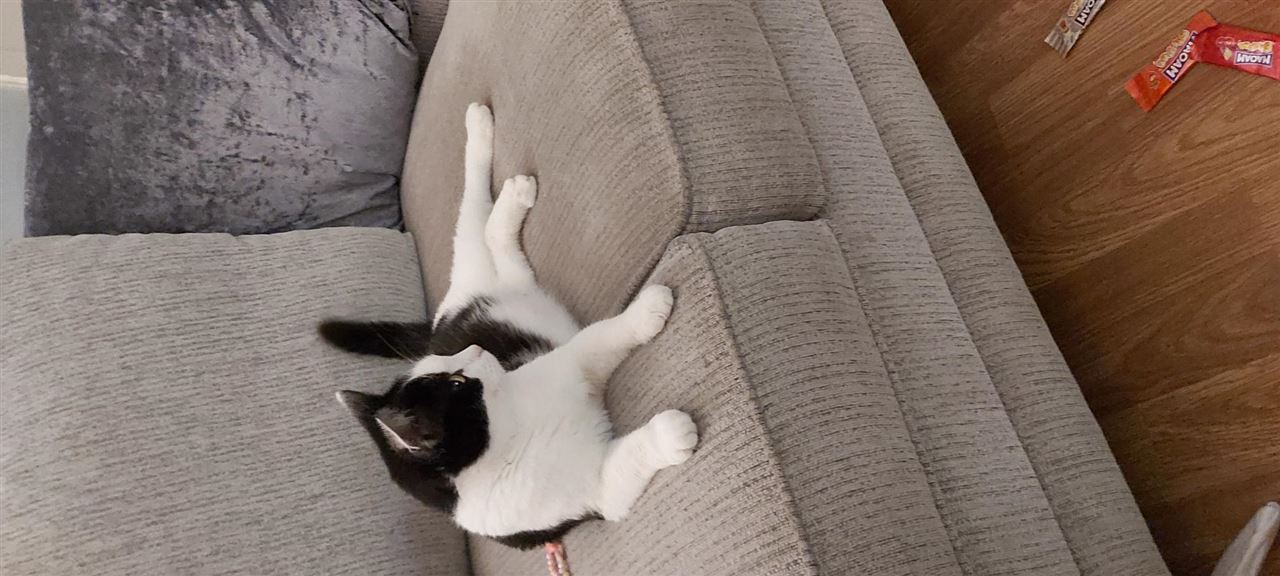 New cat listed for rescue at the Cat Action Trust Lanark & Central - POPPY