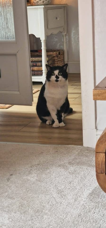 New cat listed for rescue at the Cat Action Trust Lanark & Central - Mog