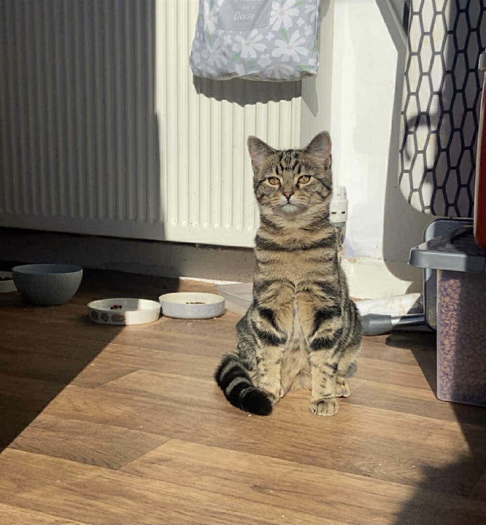 New cat listed for rescue at the Cat Action Trust Lanark & Central - Aura