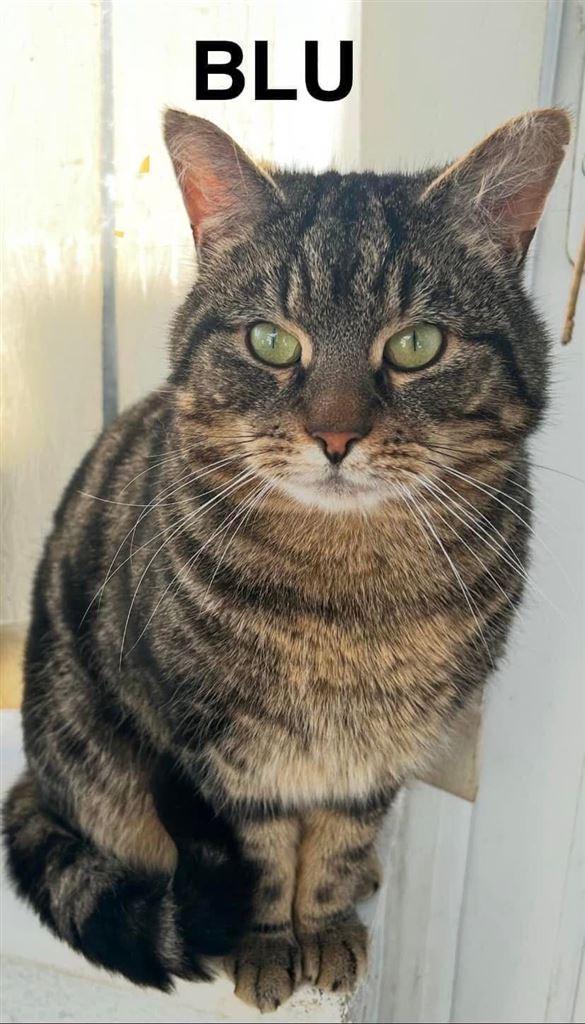 Pet Image