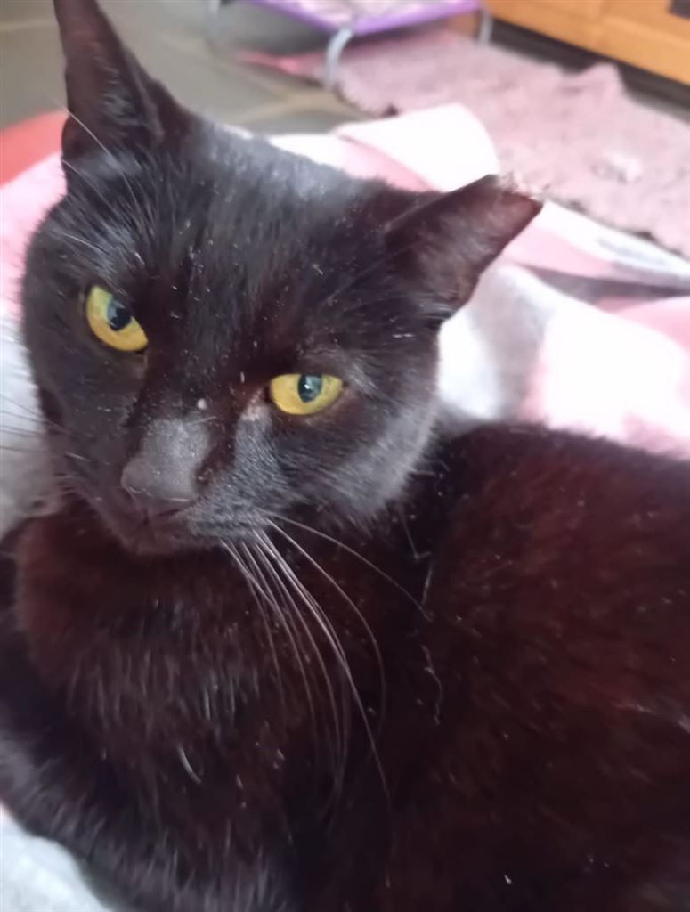 Pet Image