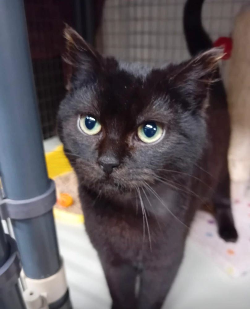 New cat listed for rescue at the Cat Action Trust- NE Scotland - Serefina "Serry"