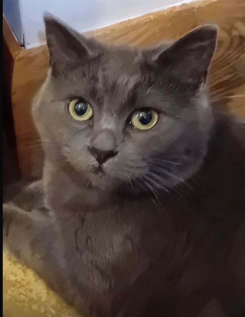 New cat listed for rescue at the Cat Action Trust- NE Scotland - Meredith "Merry"