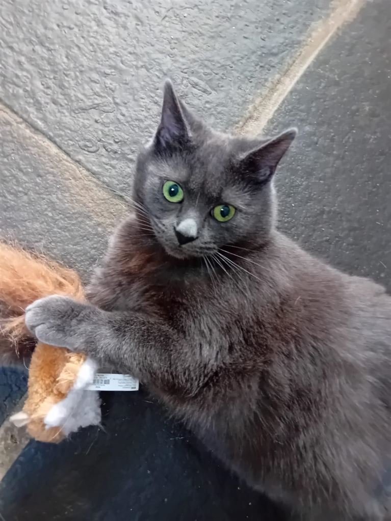 Pet Image