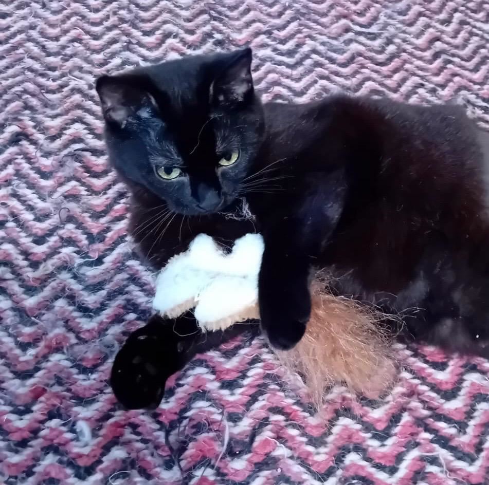 Pet Image