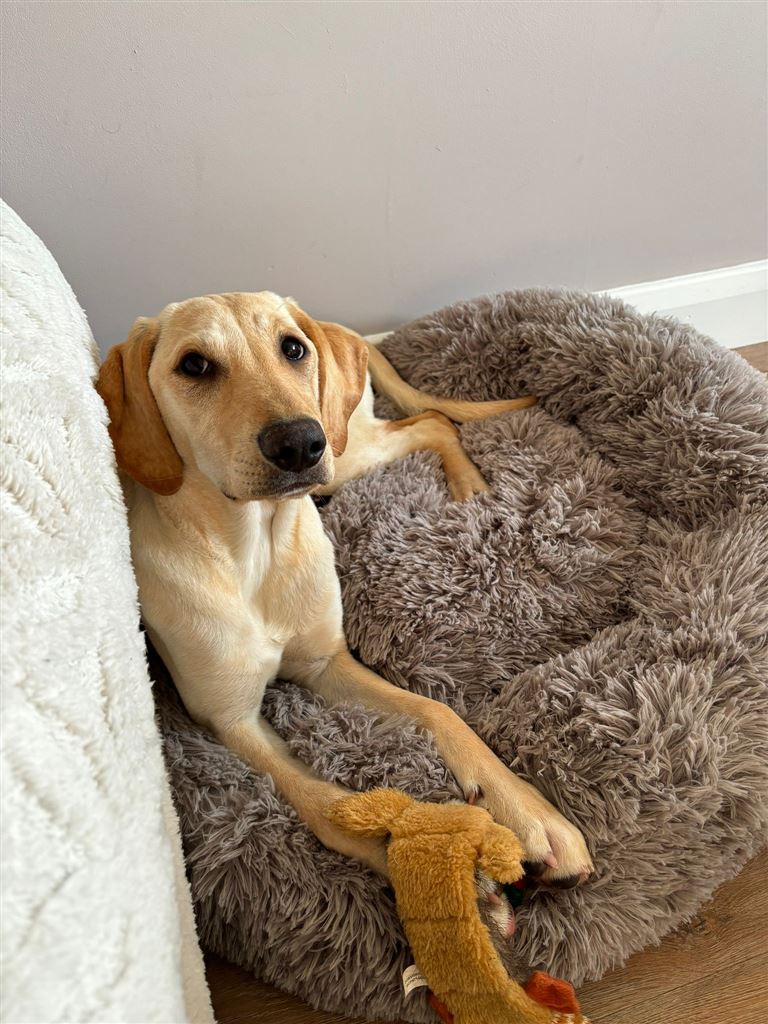 New dog listed for rescue at the Underdog International - Sika