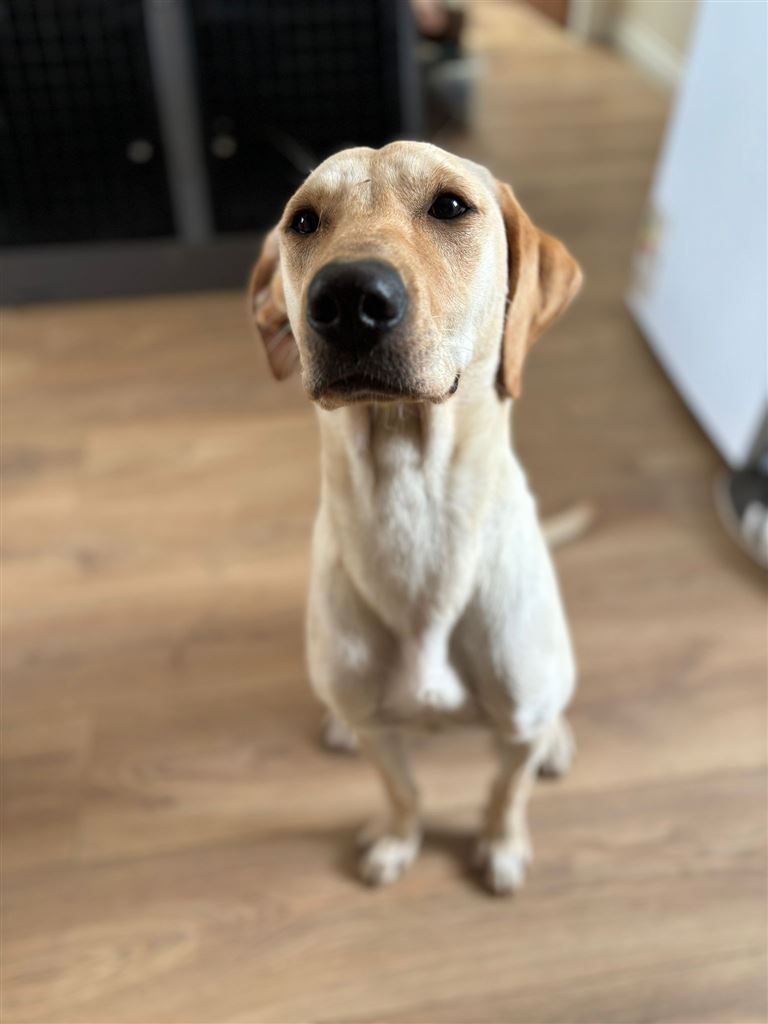 Pet Image