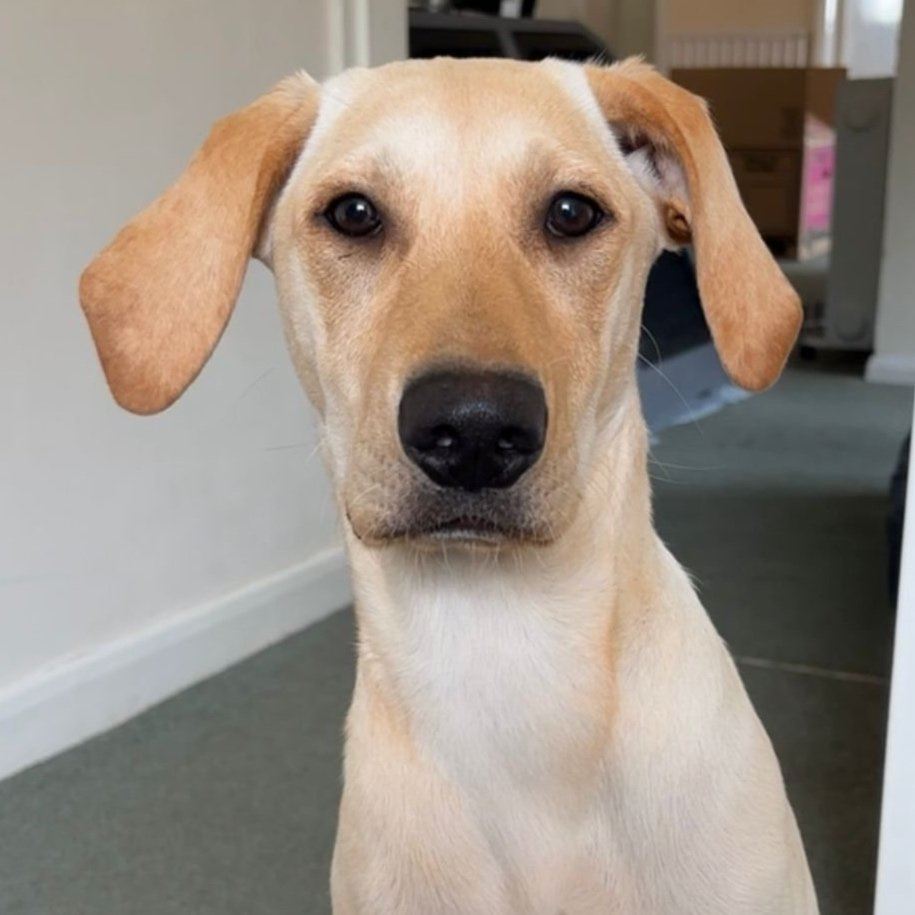 Pet Image