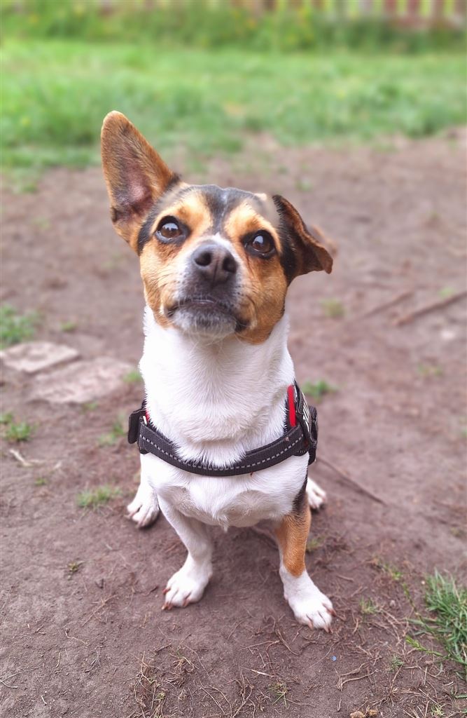 New dog listed for rescue at the Any Dog'il Do Rescue - Sky