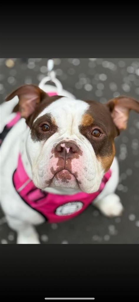 New dog listed for rescue at the Any Dog'il Do Rescue - Diva