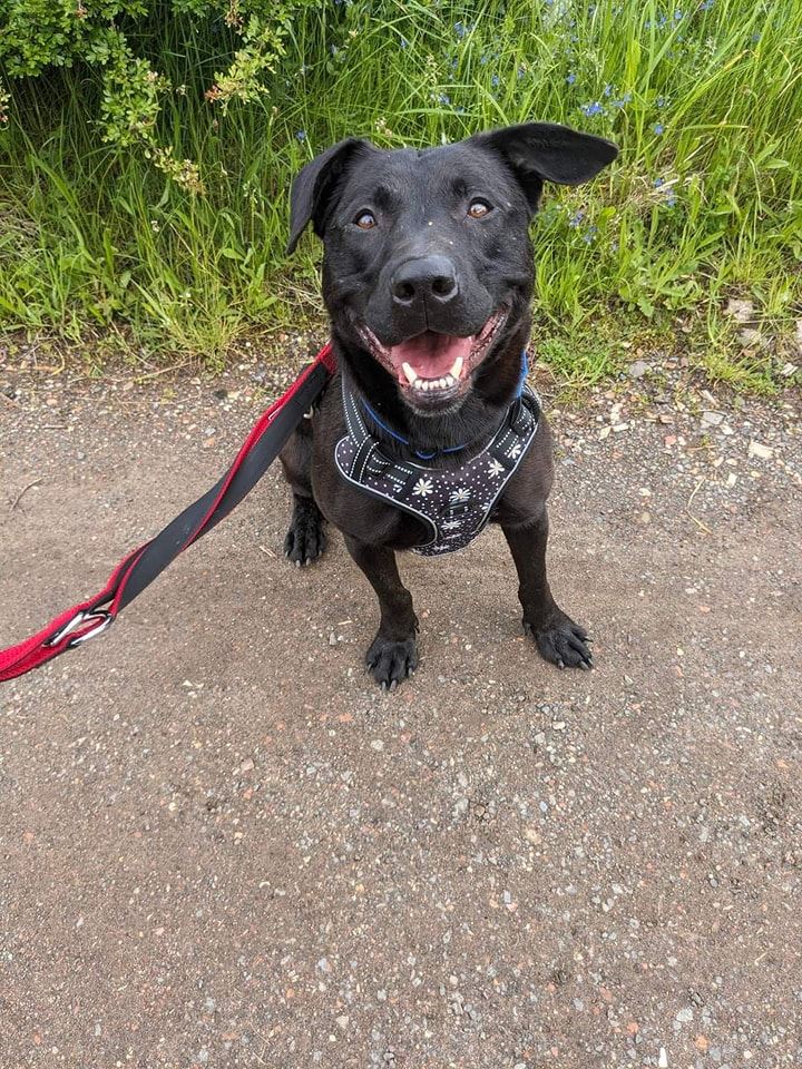 Pet Image