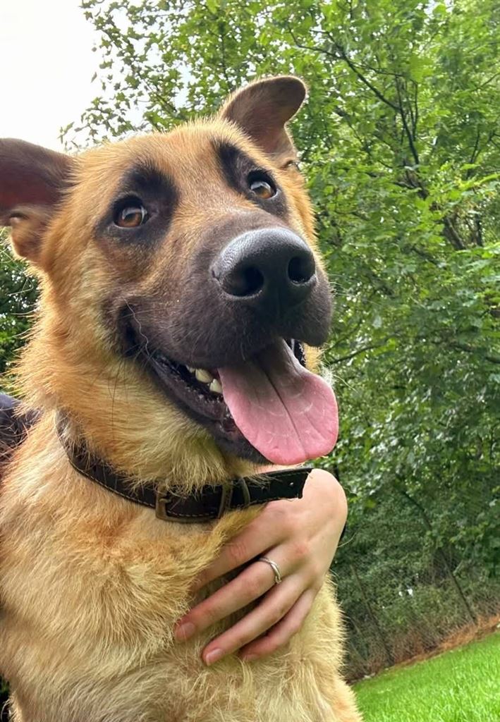 New dog listed for rescue at the Any Dog'il Do Rescue - Tucker