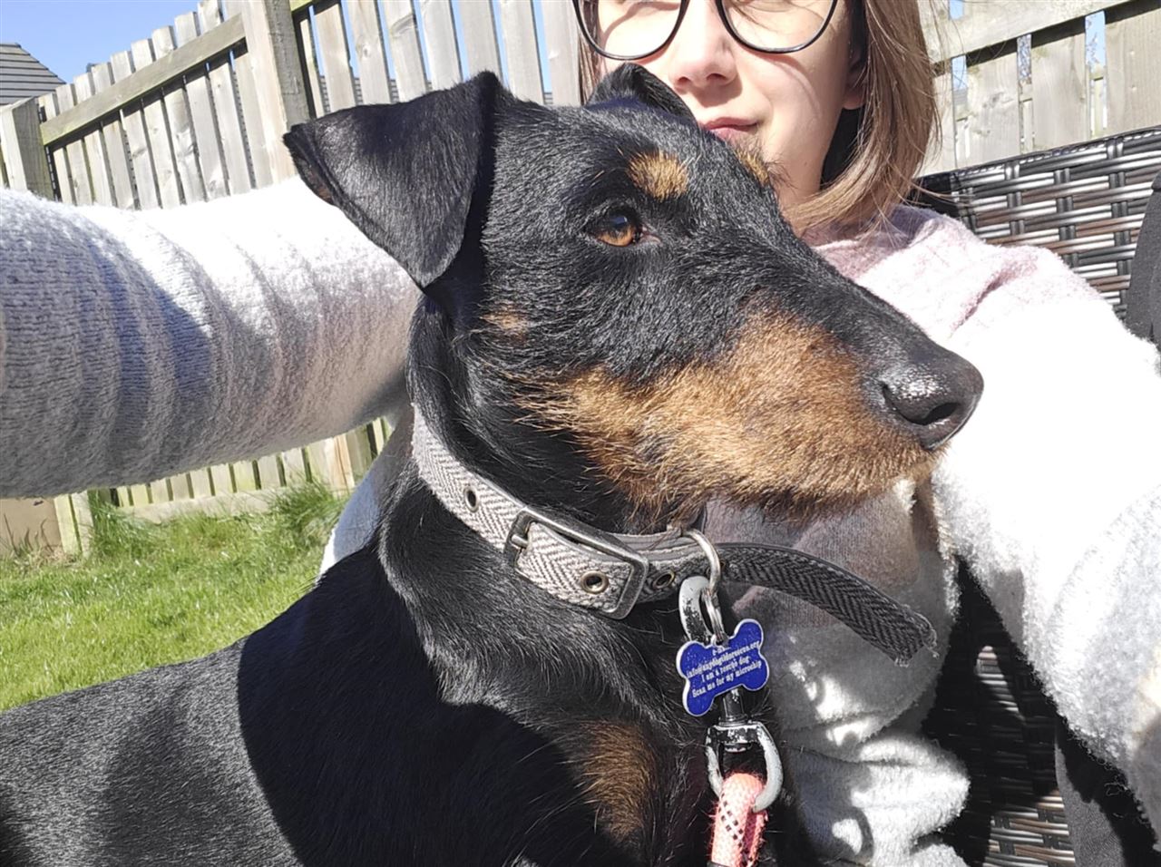 New dog listed for rescue at the Any Dog'il Do Rescue - Dolly