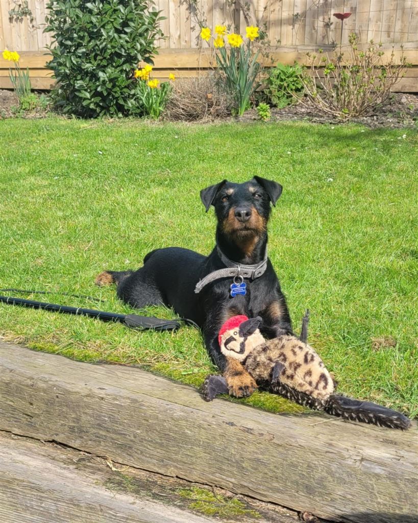 Pet Image