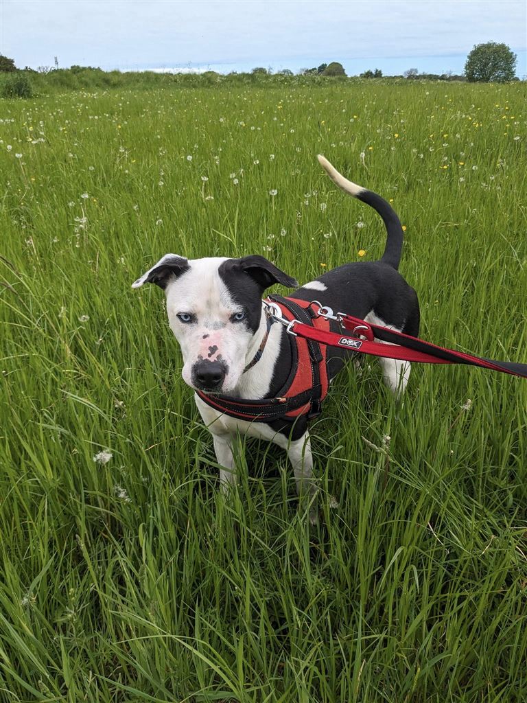 Pet Image