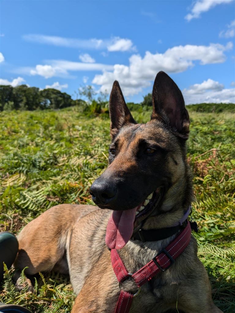 Pet Image